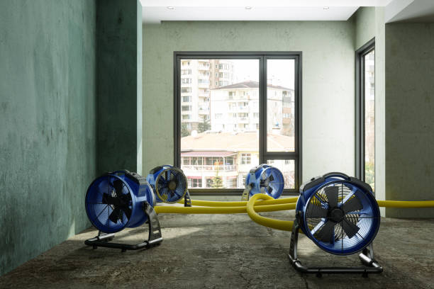 Best Mold removal after water damage  in Munsey Park, NY